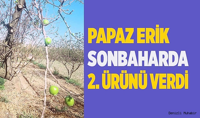Papaz erik sonbaharda ikinci ürününü verdi