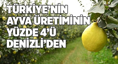 Türkiye ayva üretiminin yüzde 4’ü Denizli’de gerçekleşiyor