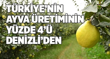Türkiye ayva üretiminin yüzde 4’ü Denizli’de gerçekleşiyor