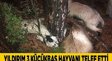Yıldırım 3 küçükbaş hayvanı telef etti