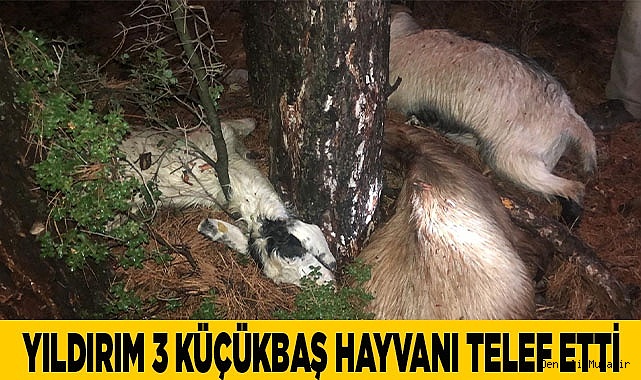 Yıldırım 3 küçükbaş hayvanı telef etti