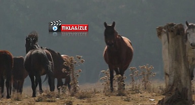 Yılkı atları dronlarla 4 mevsim görüntülendi