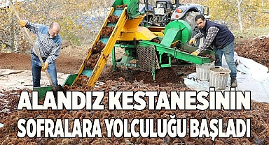 Alandız kestanesinin sofralara yolculuğu başladı