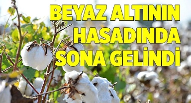 Beyaz altının hasadında sona gelindi