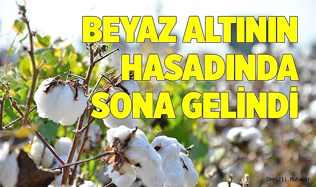 Beyaz altının hasadında sona gelindi