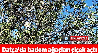 Datça’da badem ağaçları çiçek açtı