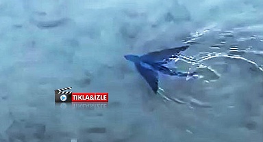 Datça’da uçan balık görüldü