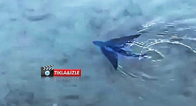 Datça’da uçan balık görüldü