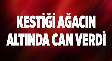 Kestiği ağacın altında can verdi