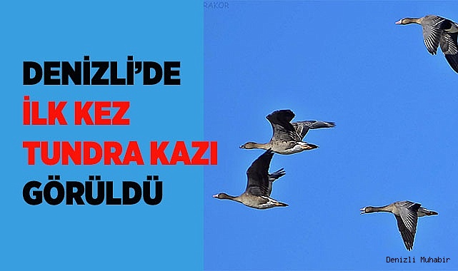 Tundra kazı, Denizli’de ilk kez gözlemlendi