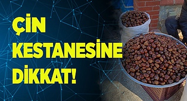 Çin kestanesine dikkat!