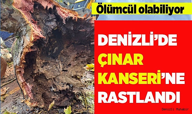 ÇINAR KANSERİ DENİZLİ’DE DE TESPİT EDİLDİ