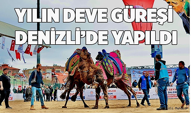 Denizlililer deve güreşi heyecanını doyasıya yaşadı