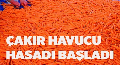 Havuç hasadı başladı