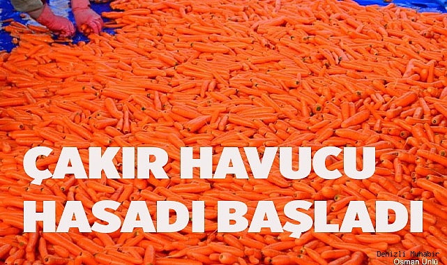 Havuç hasadı başladı