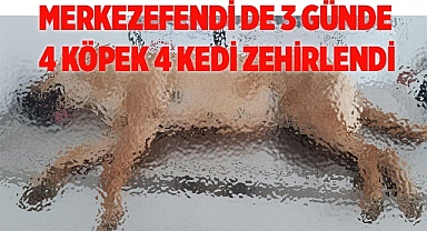  Köpek ve kedilerzehirlendi mi?