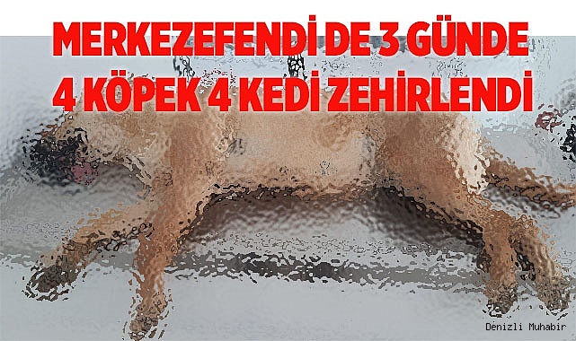  Köpek ve kedilerzehirlendi mi?