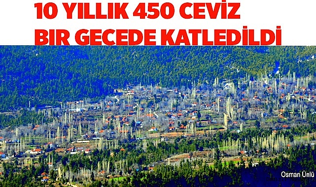 10 yıllık 450 ceviz bir gecede katledildi
