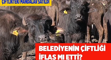 Belediye çiftliğindeki mandalar satıldı