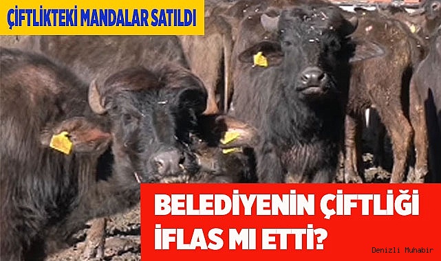 Belediye çiftliğindeki mandalar satıldı