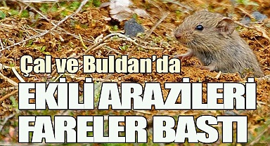 Çal ve Buldan ilçelerinde ekili tarım arazilerini fareler bastı