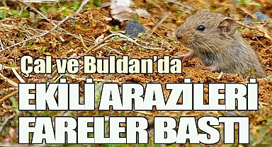 Çal ve Buldan ilçelerinde ekili tarım arazilerini fareler bastı