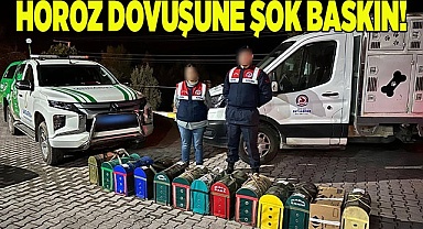 HOROZ DÖVÜŞÜNE ŞOK BASKIN!