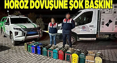 HOROZ DÖVÜŞÜNE ŞOK BASKIN!