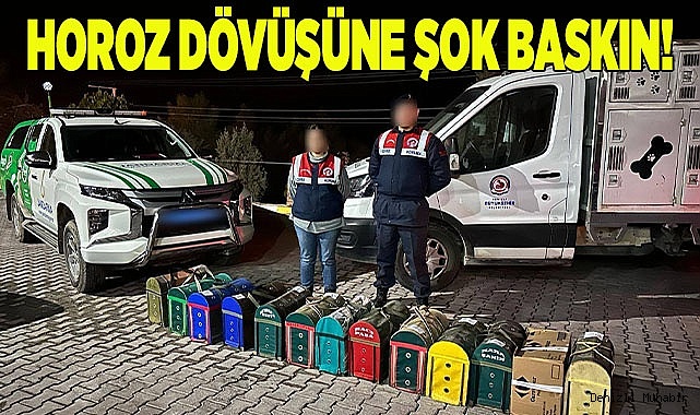 HOROZ DÖVÜŞÜNE ŞOK BASKIN!