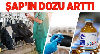 Şap hastalığına karşı aşı dozu bu yıl 3’e yükseltildi