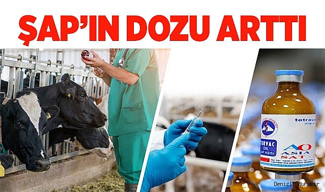 Şap hastalığına karşı aşı dozu bu yıl 3’e yükseltildi