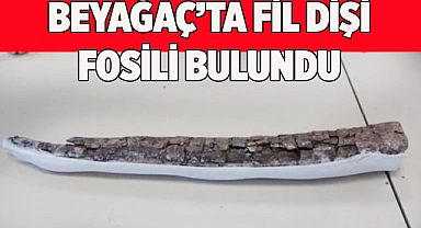 BEYAĞAÇ’TA FİL DİŞİ FOSİLİ BULUNDU