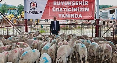 Büyükşehirin damızlık koç ve teke dağıtımı başladı