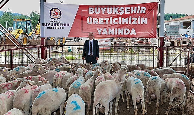 Büyükşehirin damızlık koç ve teke dağıtımı başladı