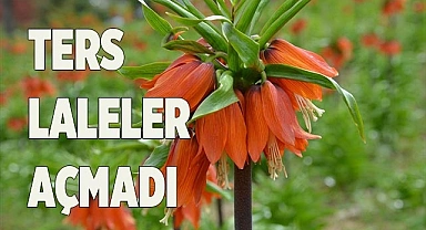 TERS LALELER AÇMADI
