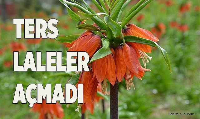 TERS LALELER AÇMADI
