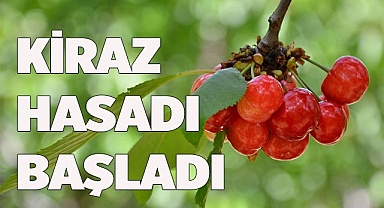 Denizli Honaz’da Erkenci Kiraz Hasadı Başladı