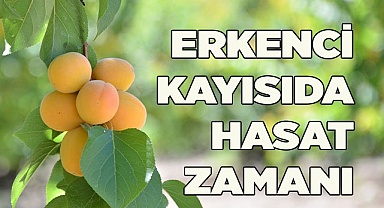 Erkenci Kayısıda Hasat Başladı