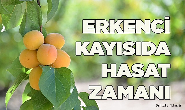 Erkenci Kayısıda Hasat Başladı