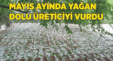 Mayıs ayında yağan dolu üreticiyi vurdu