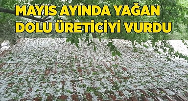 Mayıs ayında yağan dolu üreticiyi vurdu