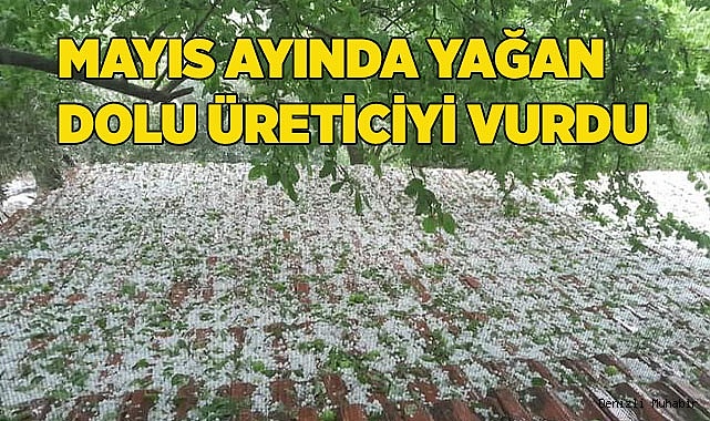 Mayıs ayında yağan dolu üreticiyi vurdu