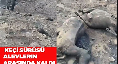  Keçi sürüsü alevlerin arasında kaldı