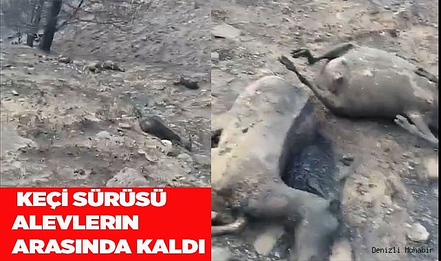  Keçi sürüsü alevlerin arasında kaldı