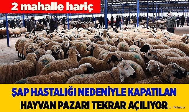 Şap hastalığı nedeniyle kapatılan hayvan pazarı tekrar açılıyor