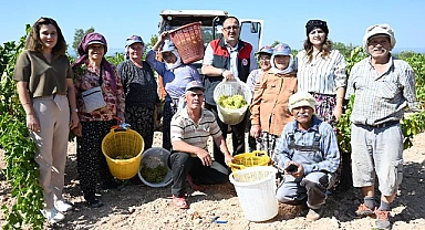 Bekilli'nin Bağlarında Hasat Başladı