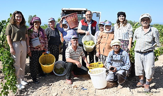 Bekilli'nin Bağlarında Hasat Başladı