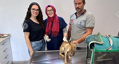 Büyükşehir’den yaban hayatına yardım eli
