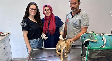 Büyükşehir’den yaban hayatına yardım eli