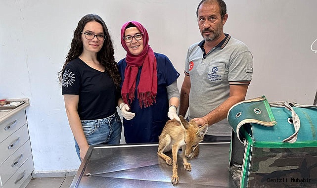 Büyükşehir’den yaban hayatına yardım eli